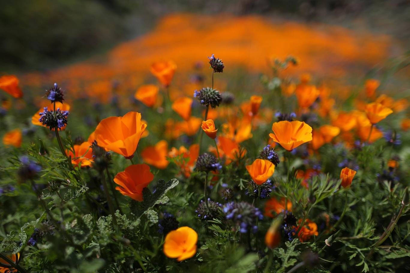 Click to enlarge flower