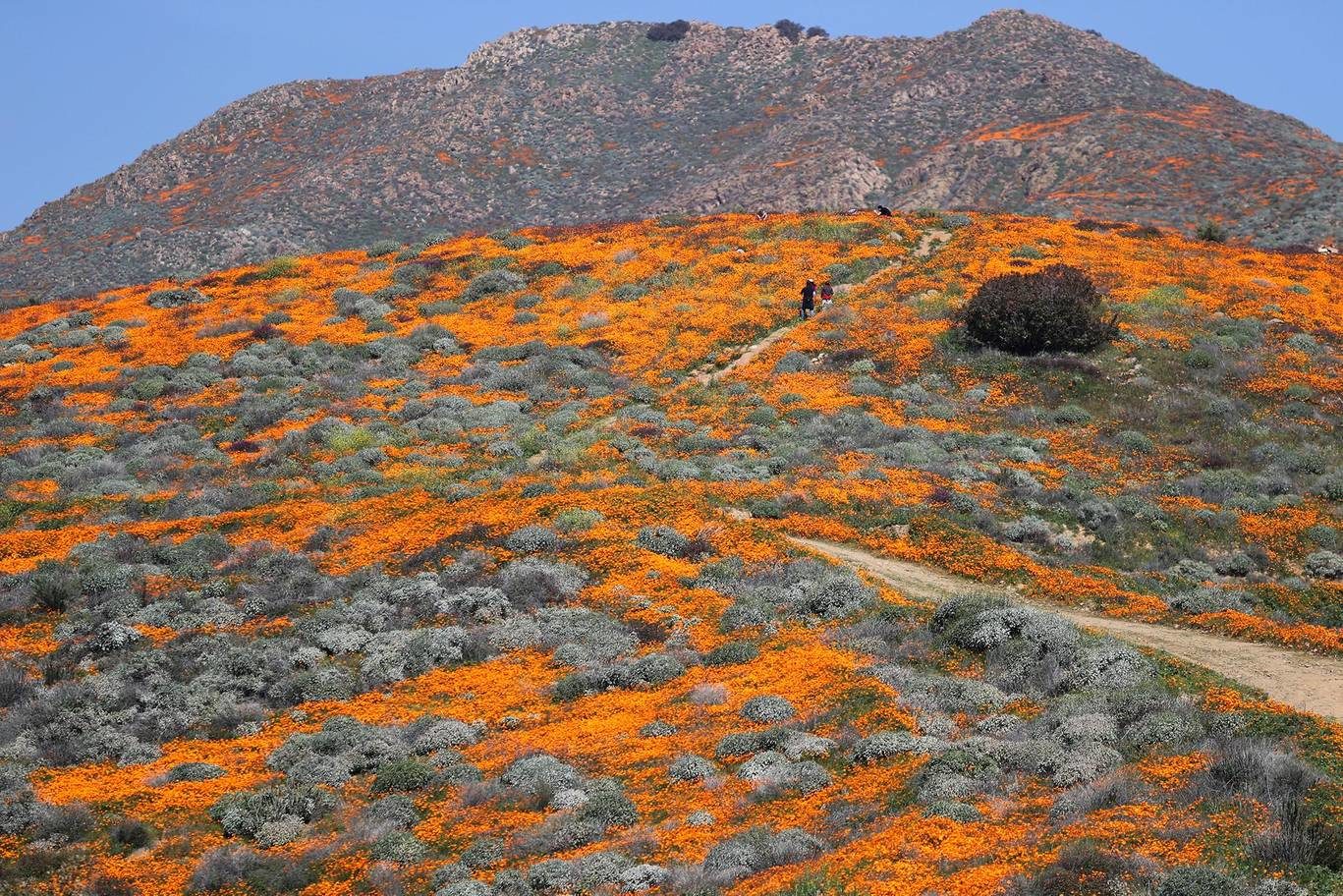 Click to enlarge flowers