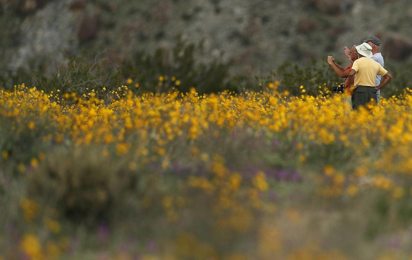 Click to enlarge flowers