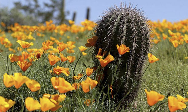 spring wildflowers bloom at Picacho Peak State