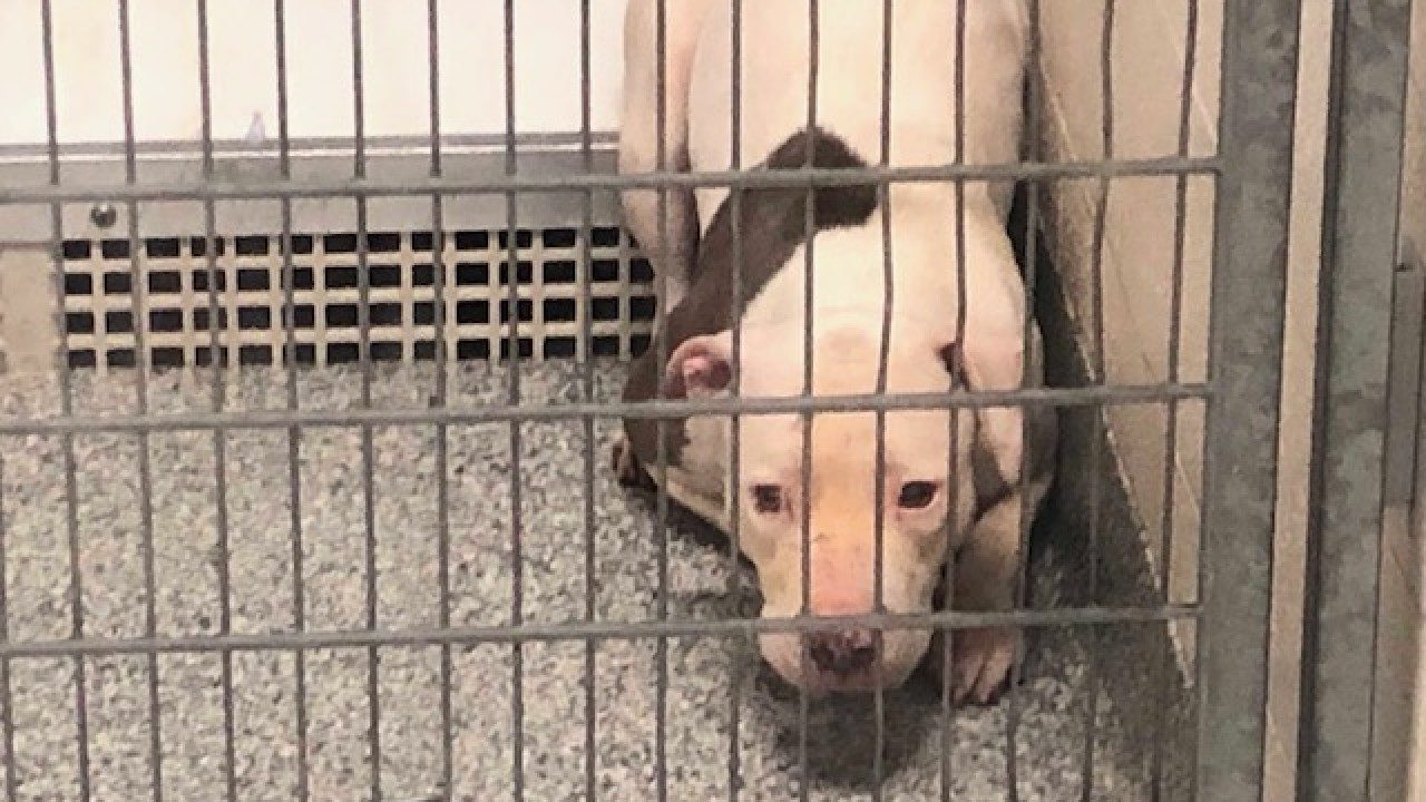 Click to enlarge pit bull in cage