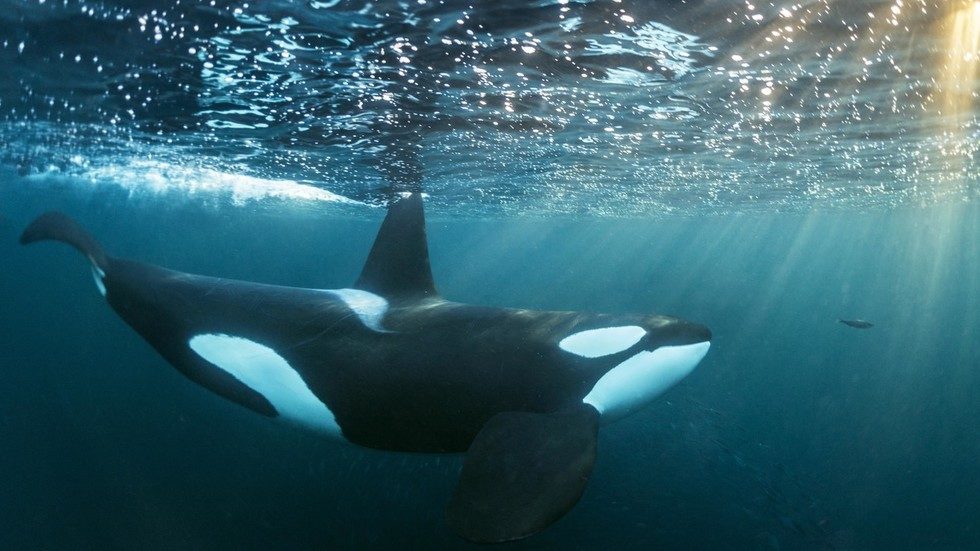 Whale