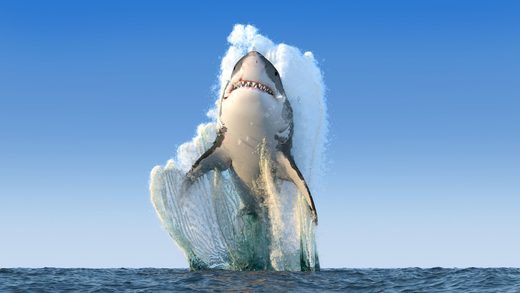 Click to enlarge Cape Cod shark