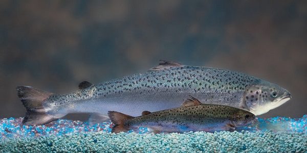 Click to enlarge GMO salmon