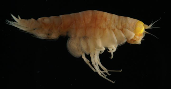 shrimp
