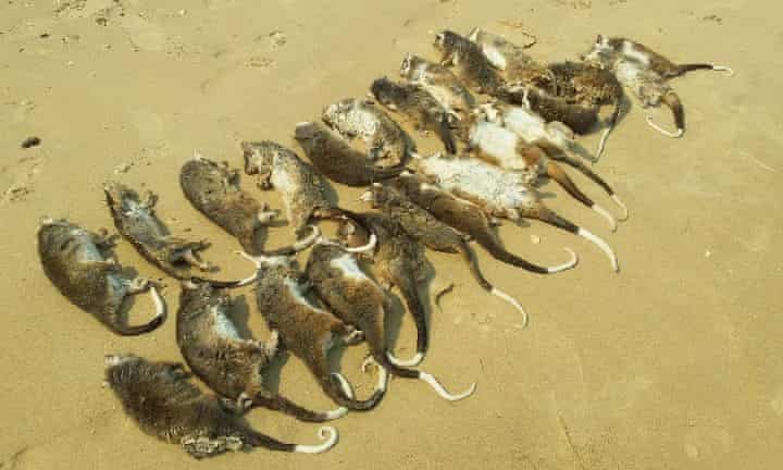 Click to enlarge Wildlife rescuers found 127 dead and injured ringtail possums at Somers Beach in Victoria during a four-day heat spell.