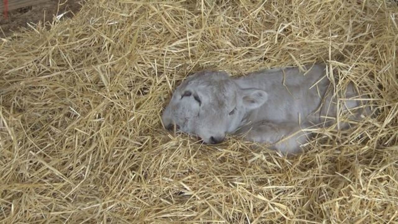 Two-headed calf