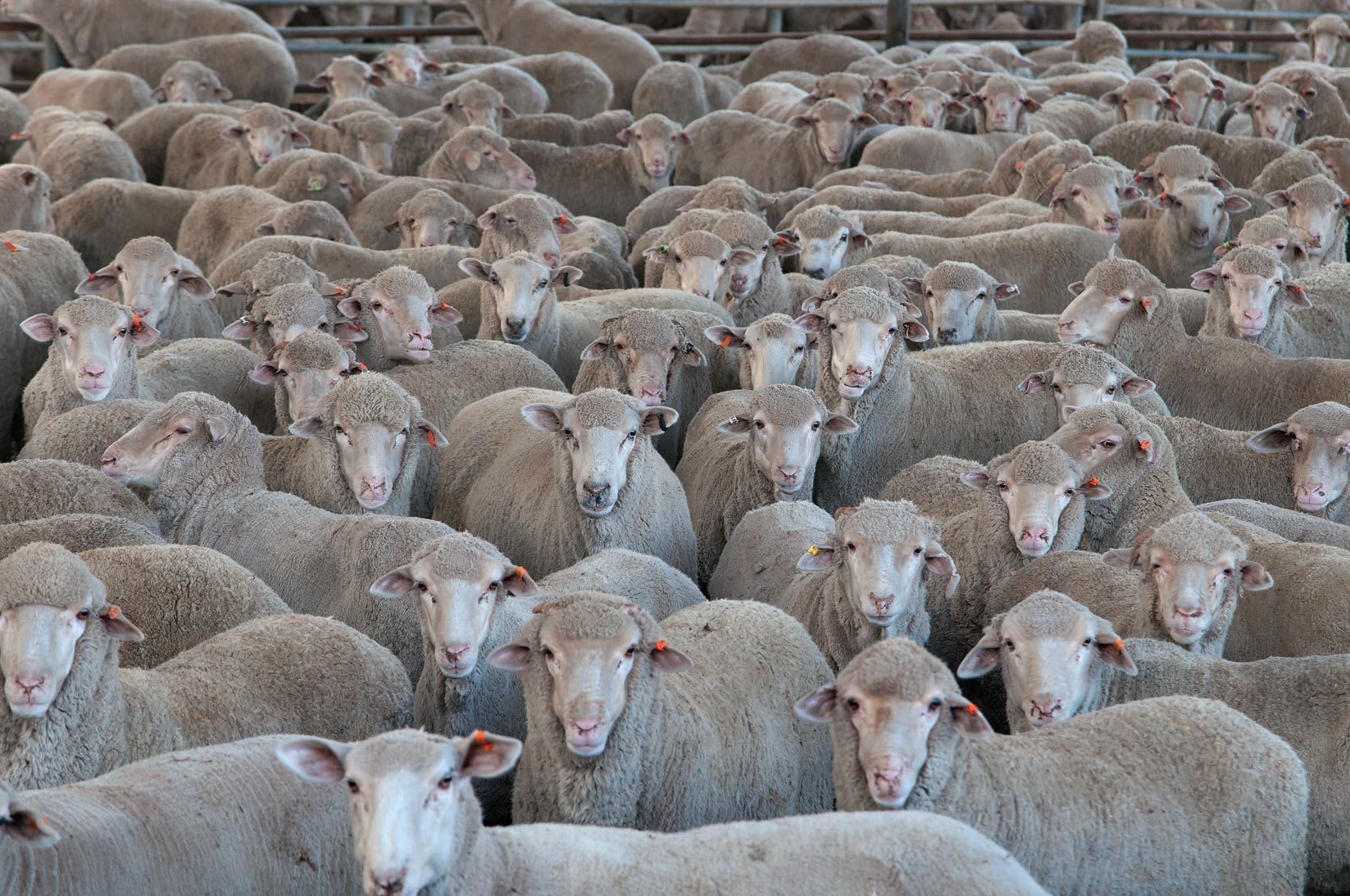 herd of sheep