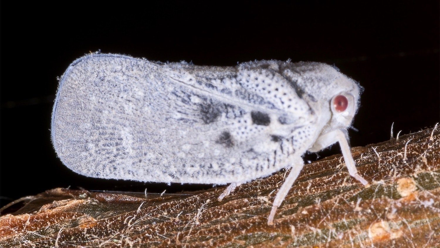 Click to enlarge Planthopper