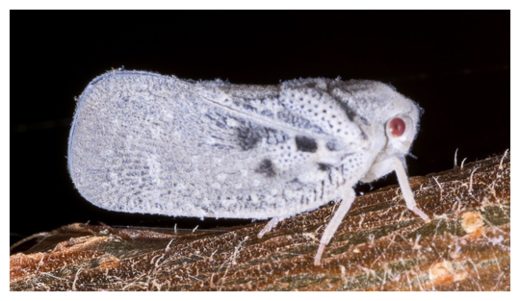 Planthopper