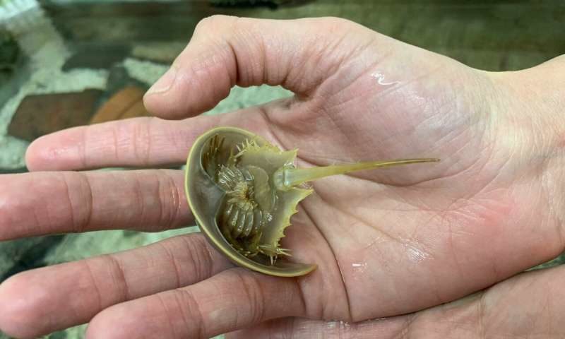 horseshoe crab