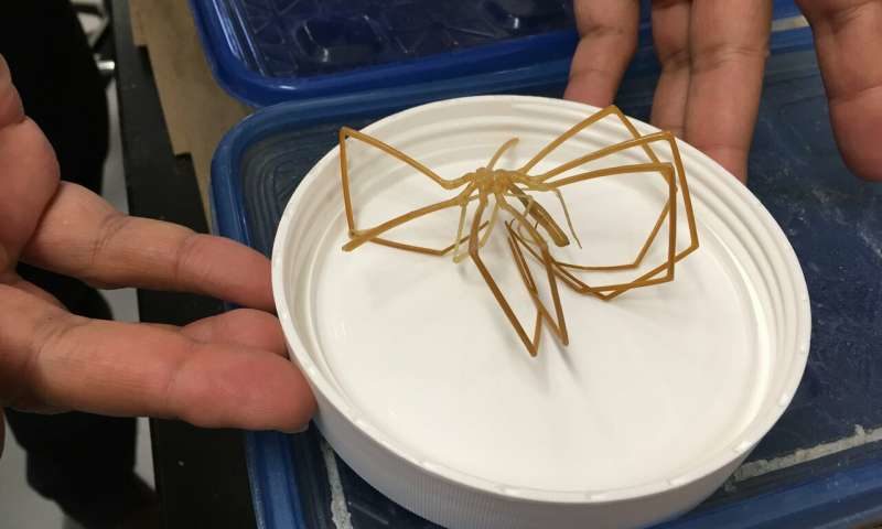 sea spider