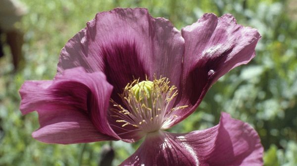 Opium poppy