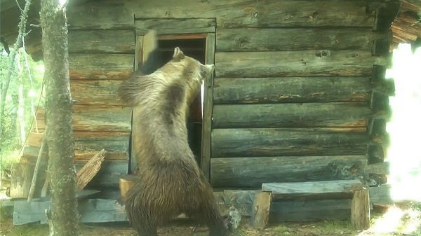 Bear