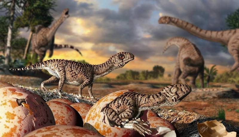 dinasaur eggs