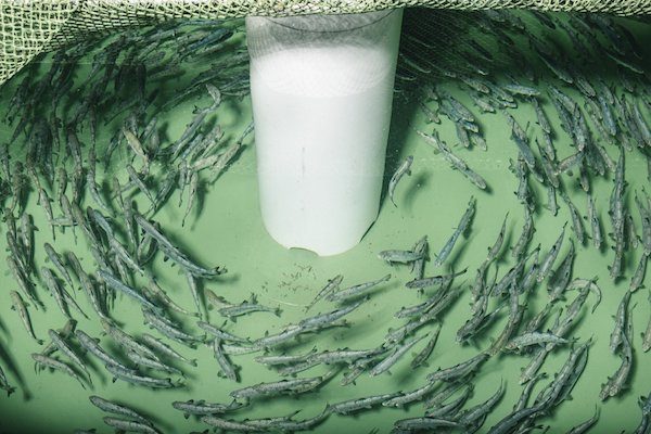Click to enlarge Frankenfish