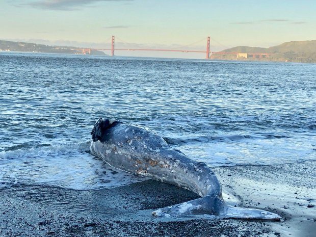 Dead gray whale