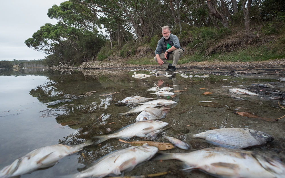 Greens Candidate for Bega Will Douglas at Meringo Lagoon inspecting the dead fish.
