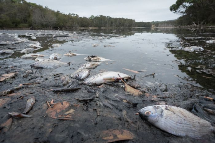 Click to enlarge The DPI says the fish have died because of low