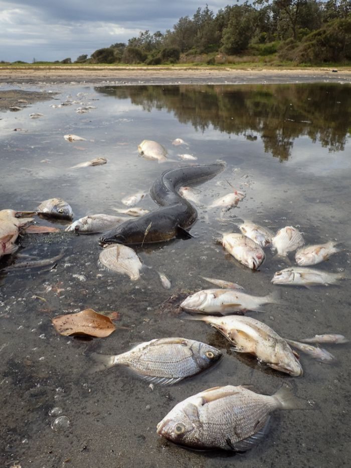 Click to enlarge Residents say thousands of fish have succumbed to the latest mass kill near Moruya on the Far South Coast of NSW.