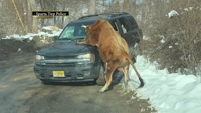 Bull Mounts Car