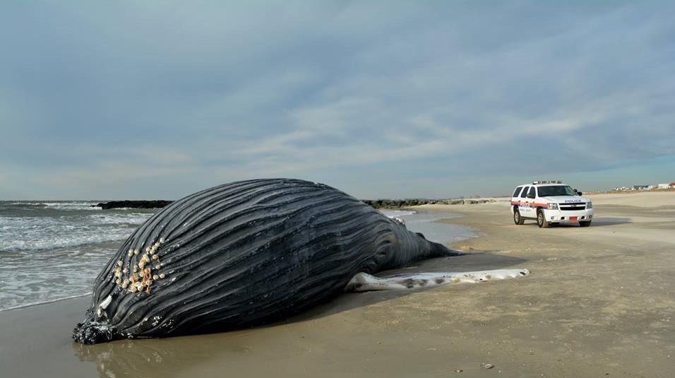 dead whale