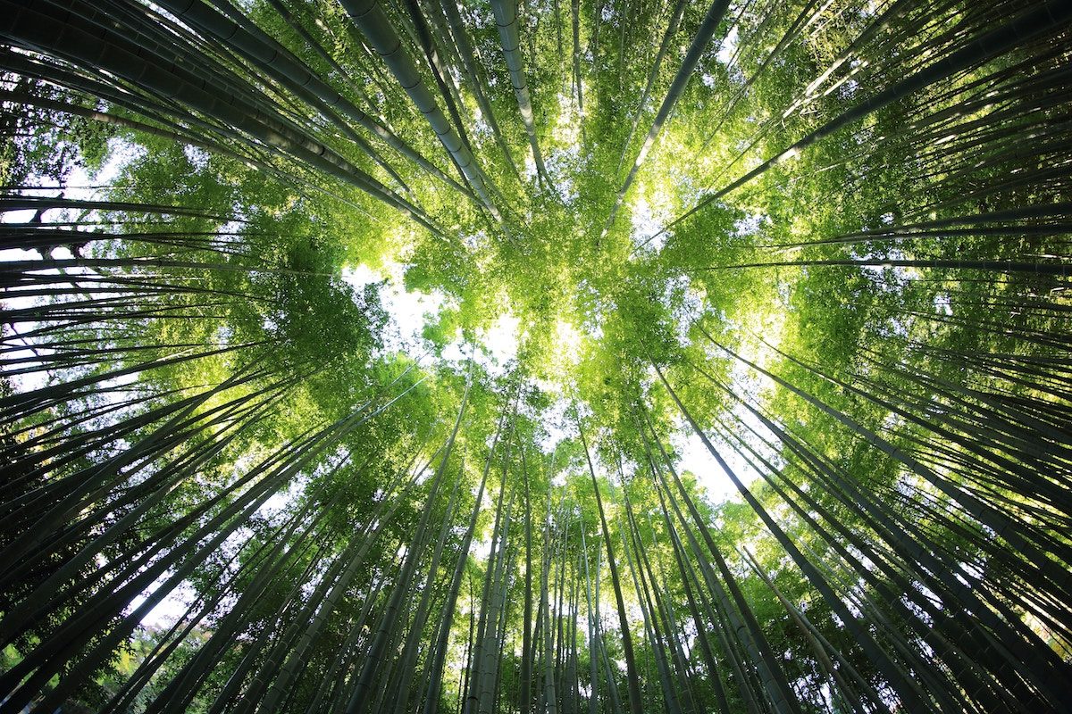 canopy forest