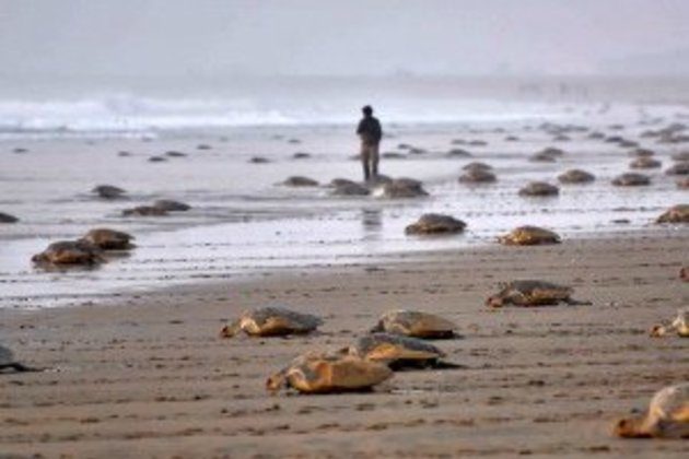 dead turtles
