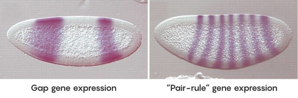 Click to enlarge gap genes fruit fly cell development