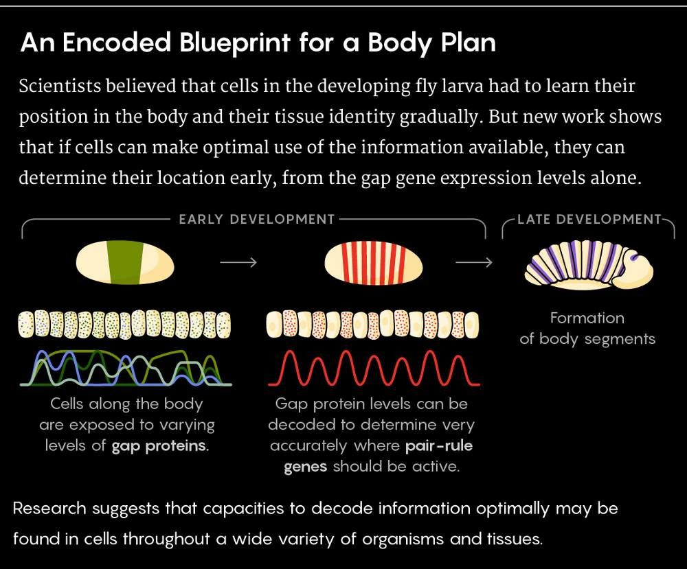 Click to enlarge cell development body plan cells biology