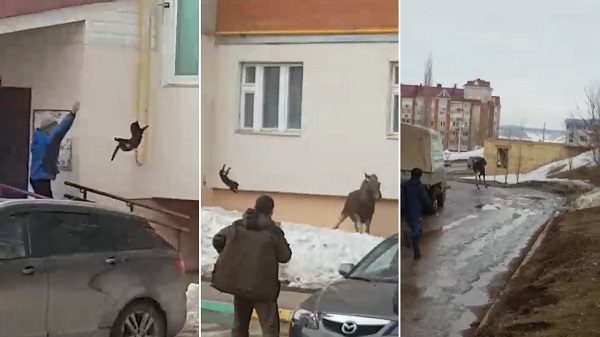 Woman hurls cat at moose