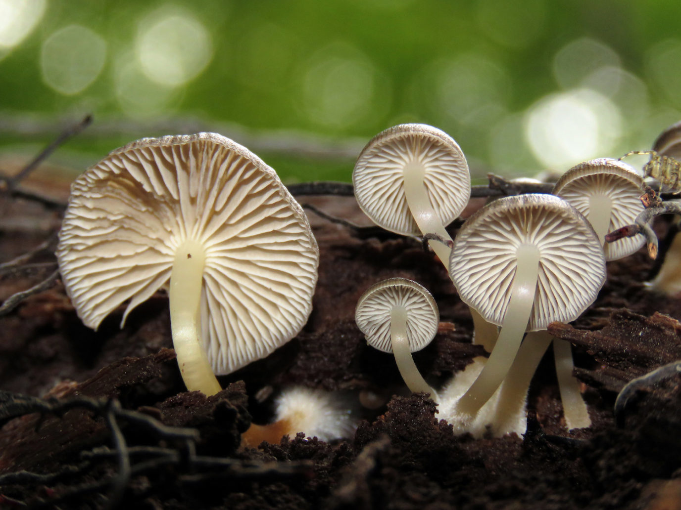 mushrooms