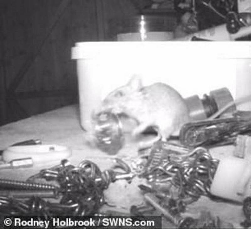 Click to enlarge mouse tidies shed england