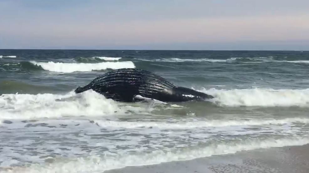 dead whale