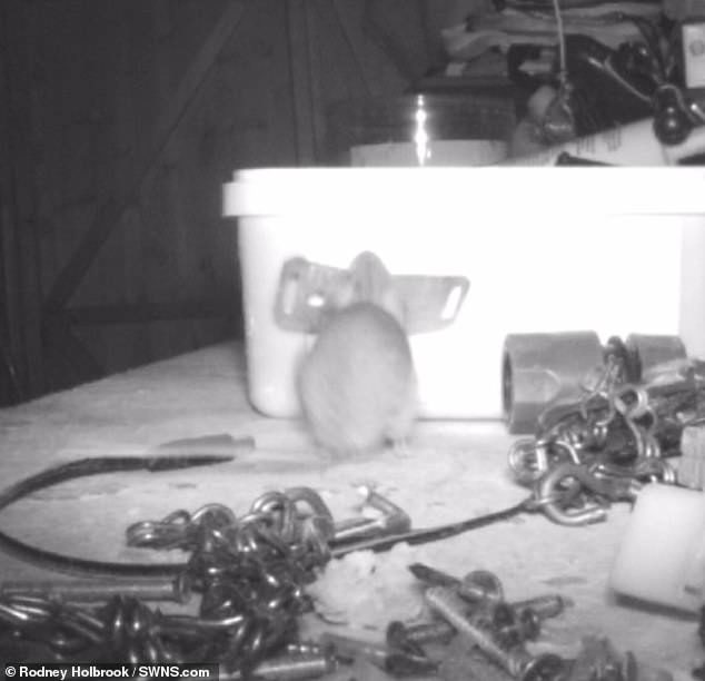 Click to enlarge mouse tidies shed