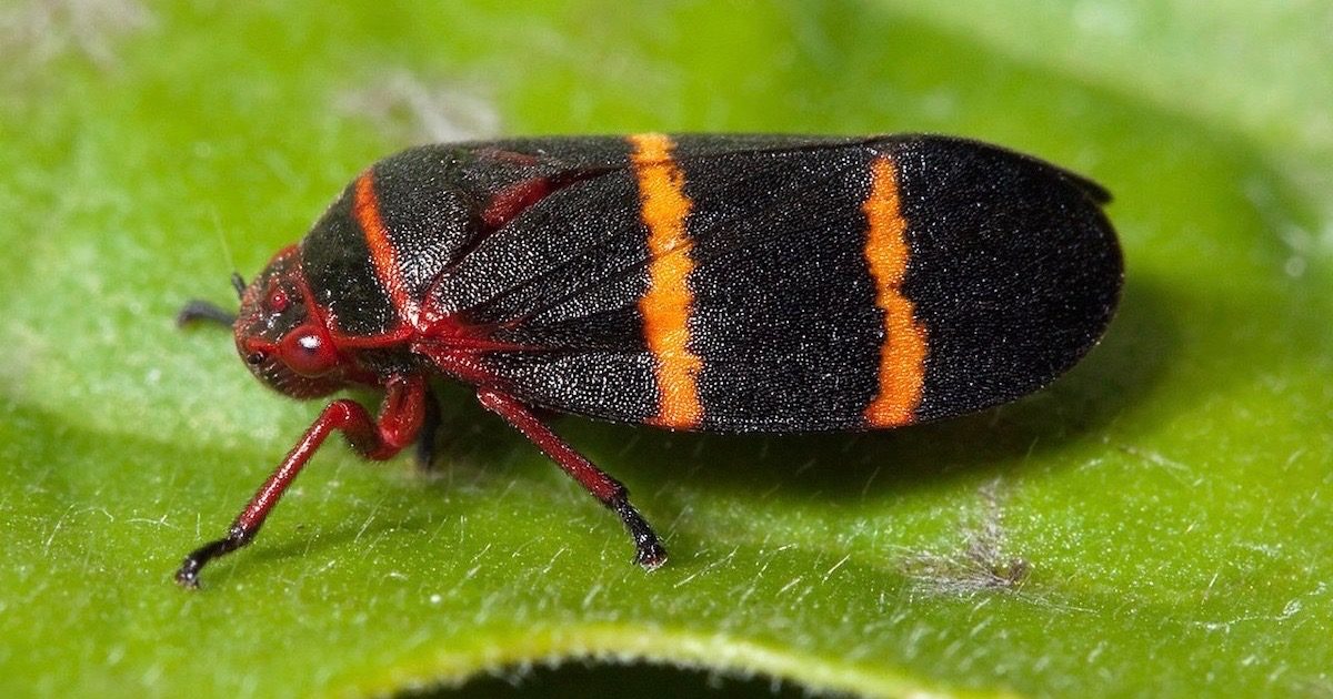 froghopper