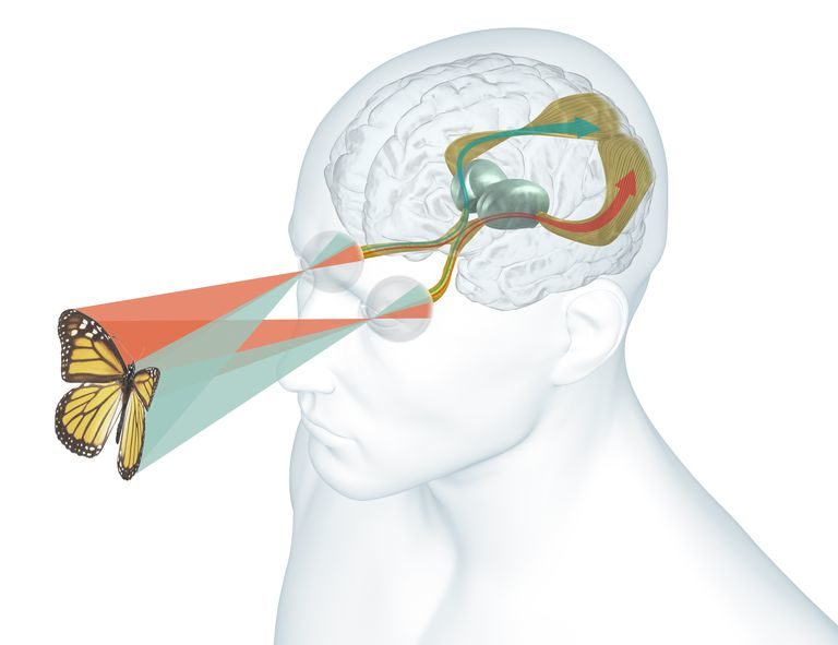 Perception in Brain
