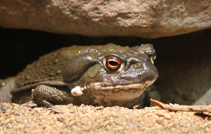 Colorado River toad