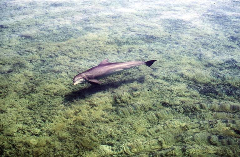 dolphin