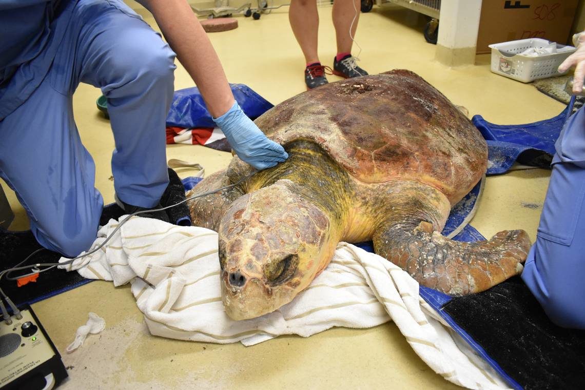 loggerhead turtle