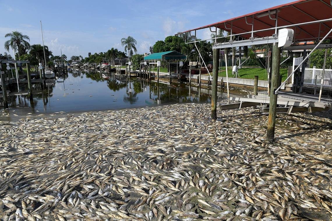 Dead fish