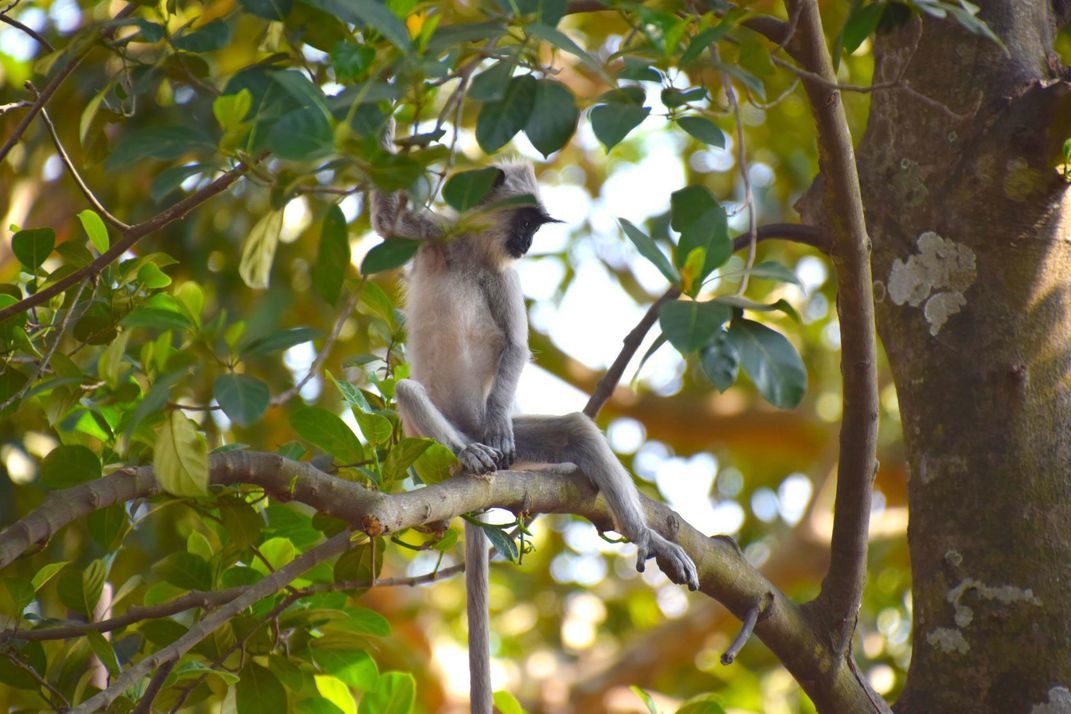Click to enlarge langur