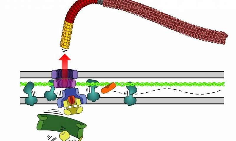 Click to enlarge flagella