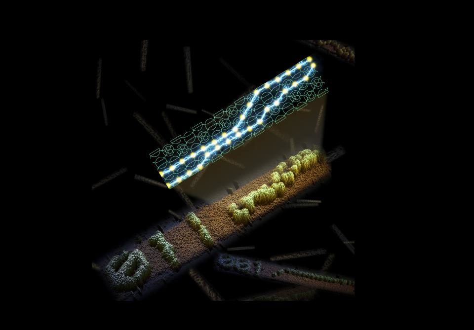 Click to enlarge Programmable DNA Molecules