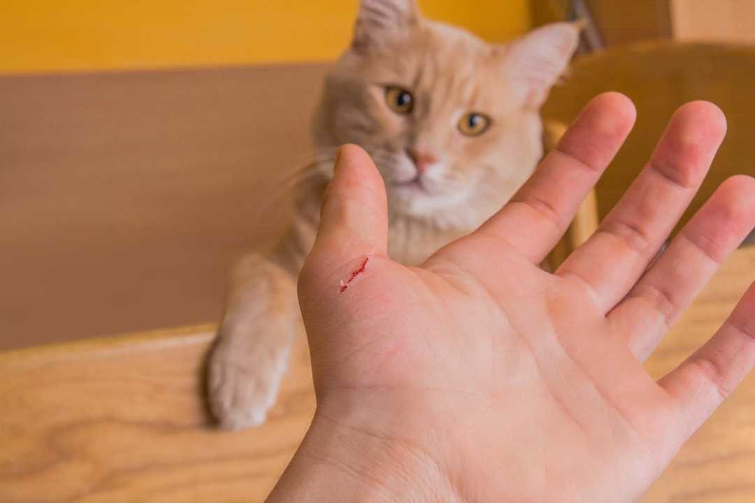 Click to enlarge cat scratch