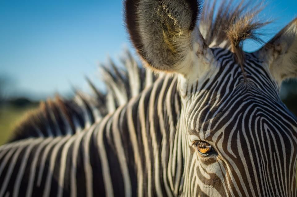 Click to enlarge Zebra