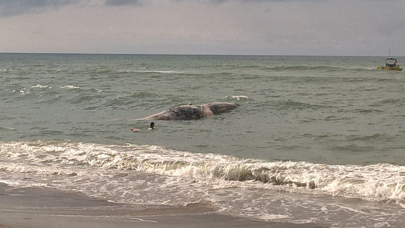 A dead whale washed up at San Onofre
