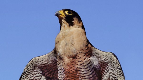 Click to enlarge Falcon