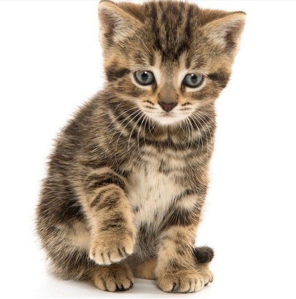 cute kitten
