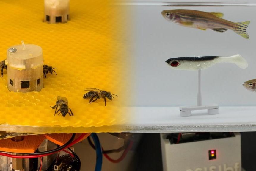 bees and fish